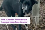 AiMARA Radar de Noticias