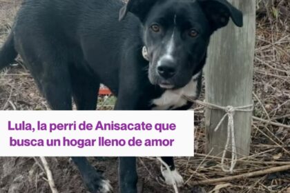 AiMARA Radar de Noticias